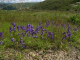 Campanula collina