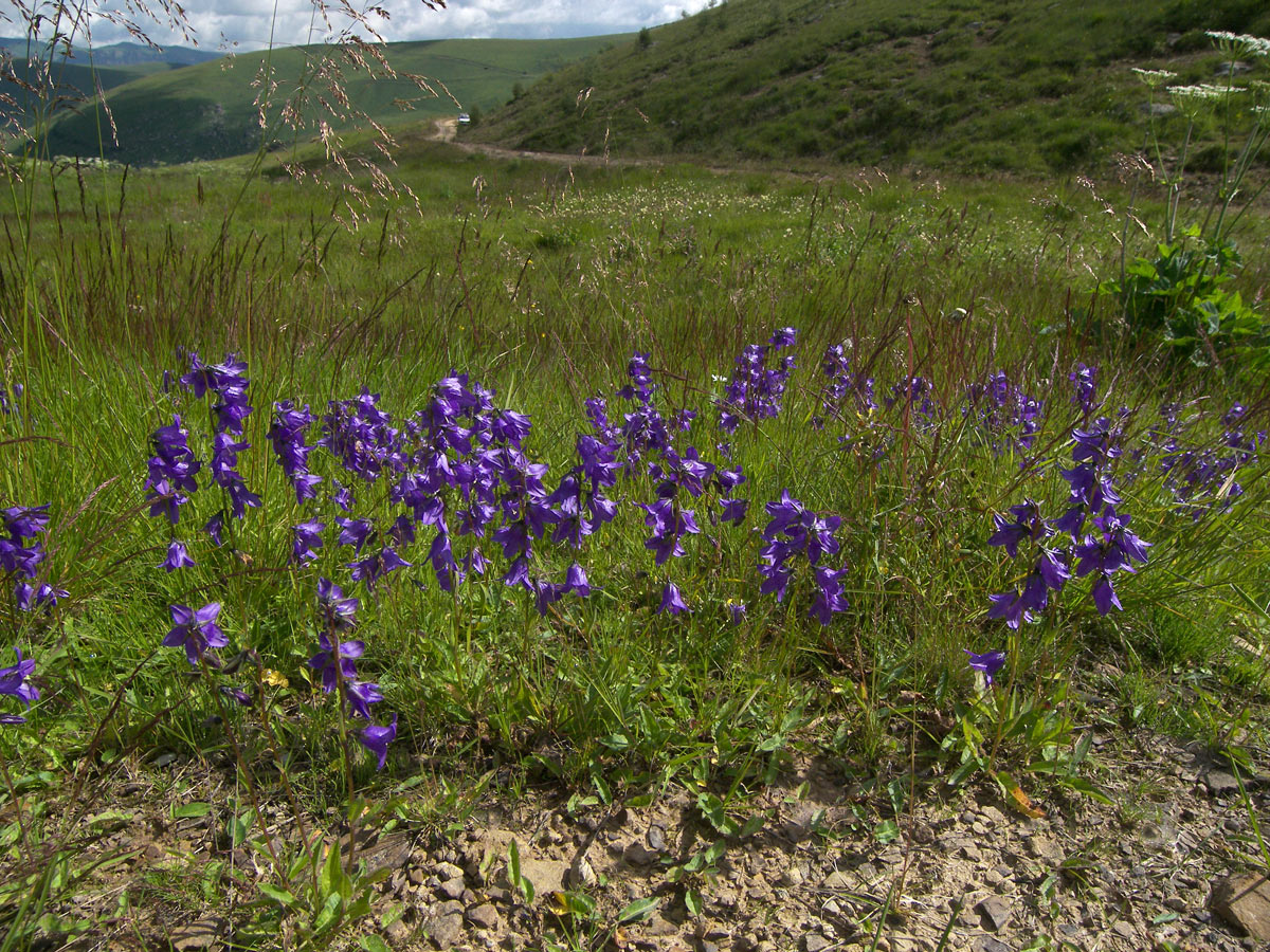 Изображение особи Campanula collina.