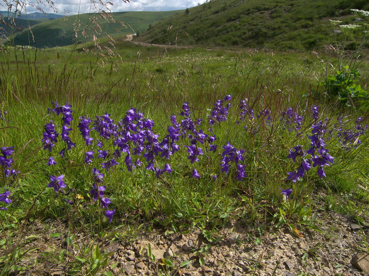 Изображение особи Campanula collina.