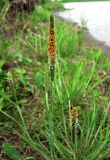 Alopecurus aequalis