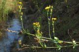 Blackstonia perfoliata