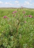 Astragalus cornutus