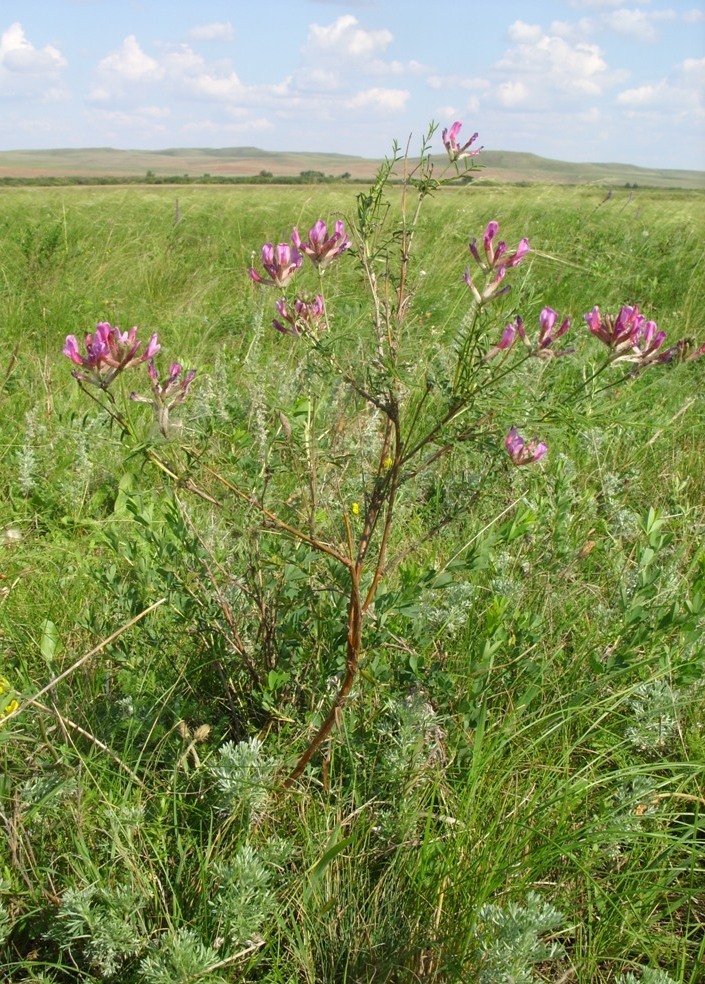 Изображение особи Astragalus cornutus.