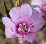 Clarkia amoena