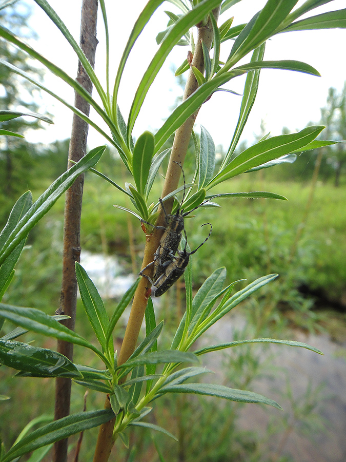 Изображение особи Salix viminalis.