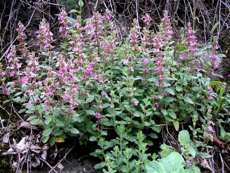 Изображение особи Teucrium chamaedrys.