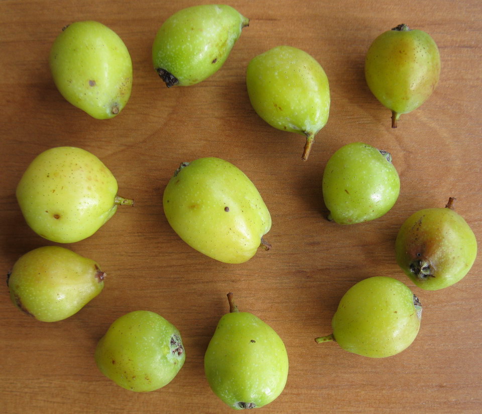 Изображение особи Sorbus domestica.