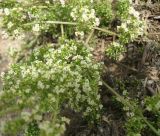 Galium humifusum. Часть цветущего растения. Крым, восточные окр. г. Джанкой. 02.07.2013.