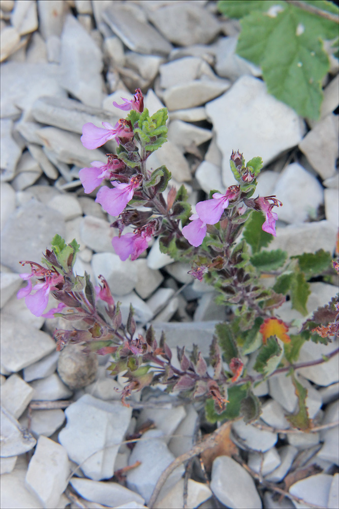 Image of Teucrium chamaedrys specimen.