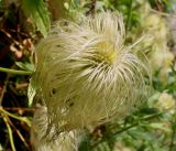 Clematis tangutica. Плод. Германия, г. Дюссельдорф, Ботанический сад университета. 14.08.2013.