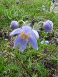 Pulsatilla patens