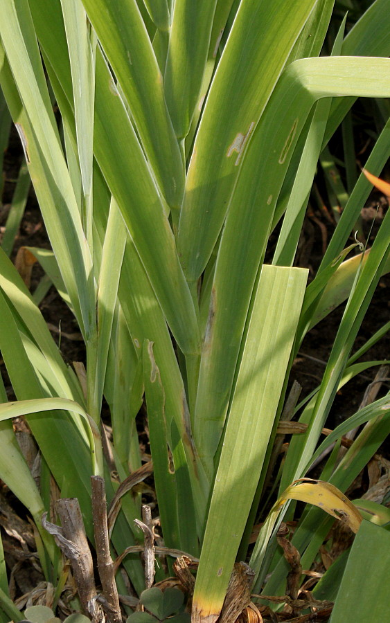 Image of Belamcanda chinensis specimen.