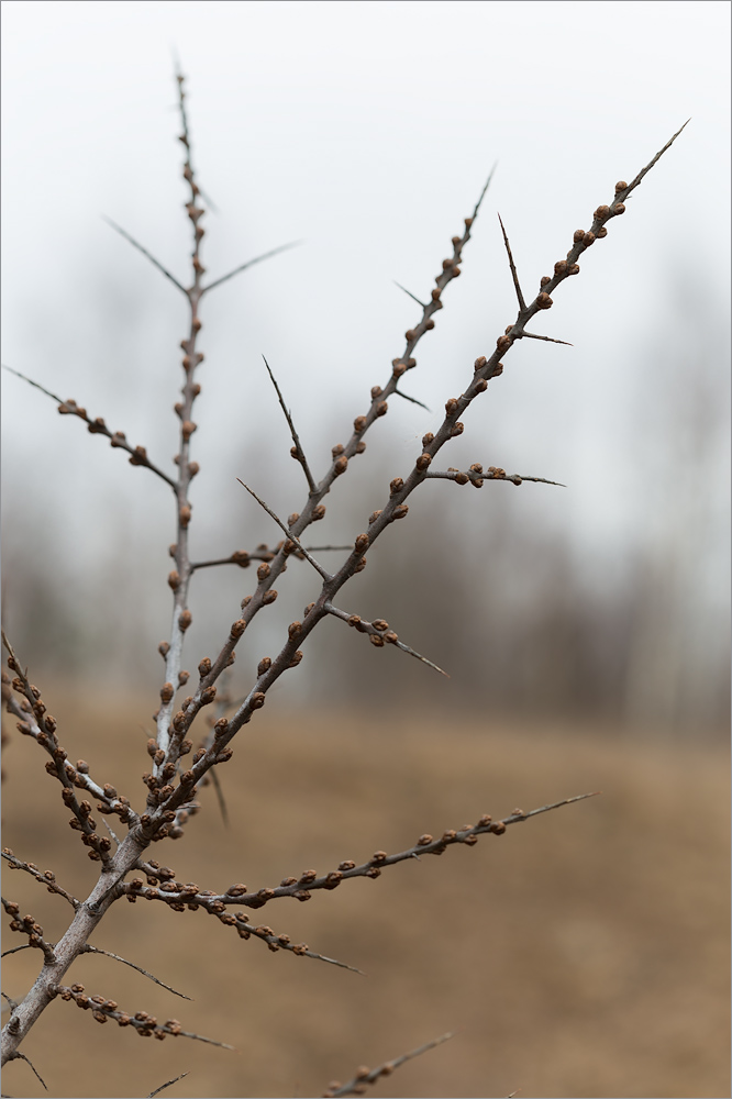 Image of Hippophae rhamnoides specimen.