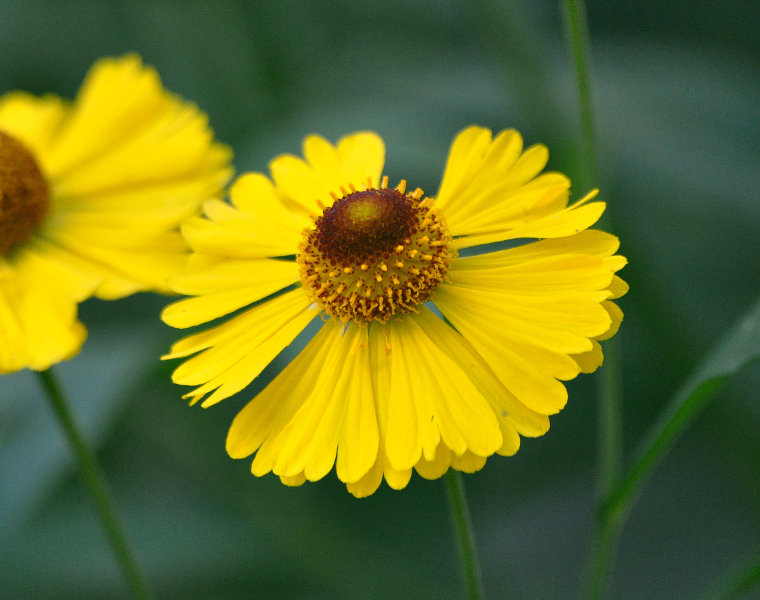 Изображение особи Helenium autumnale.