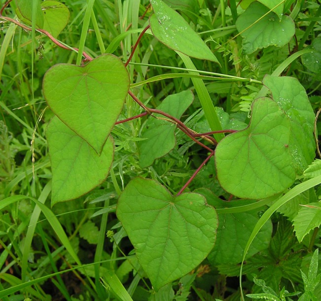 Изображение особи Menispermum dauricum.