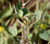 Medicago orbicularis