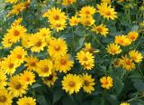 Heliopsis helianthoides ssp. scabra