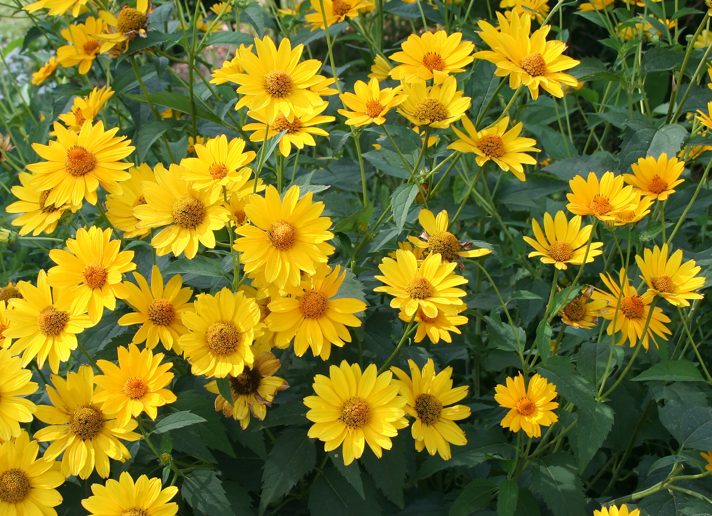 Image of Heliopsis helianthoides ssp. scabra specimen.