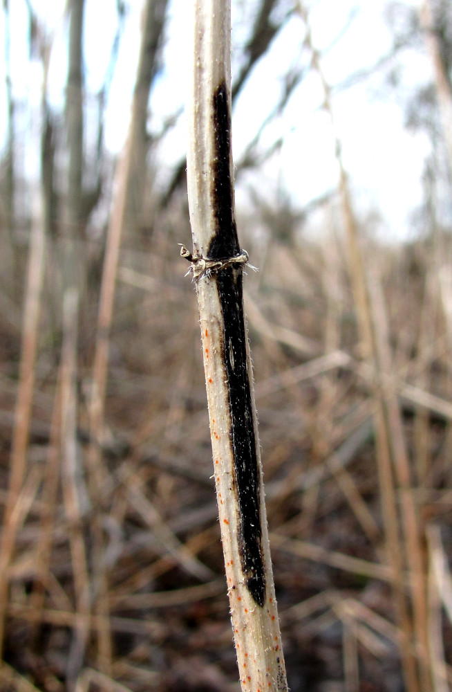 Изображение особи Urtica dioica.