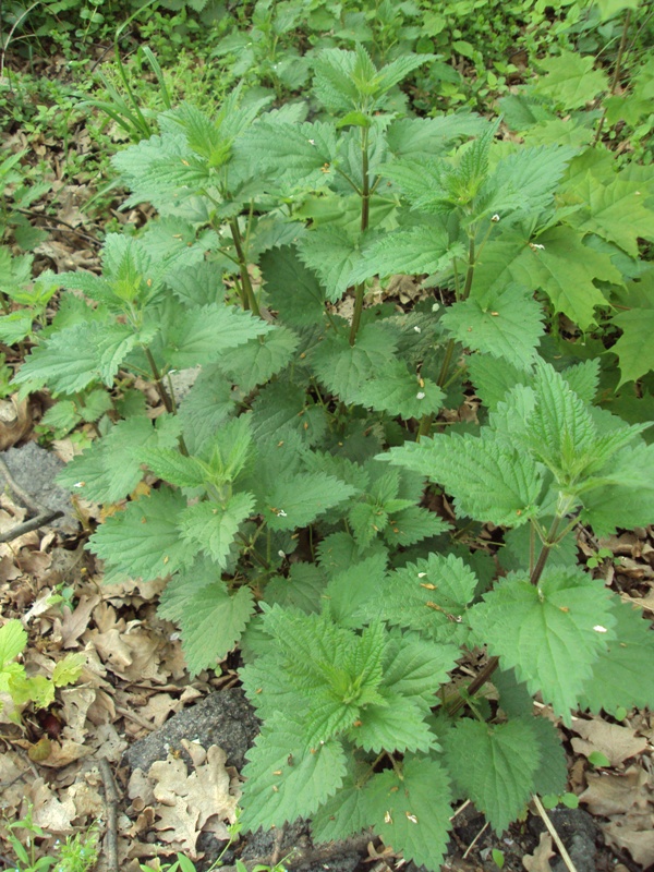 Изображение особи Urtica dioica.