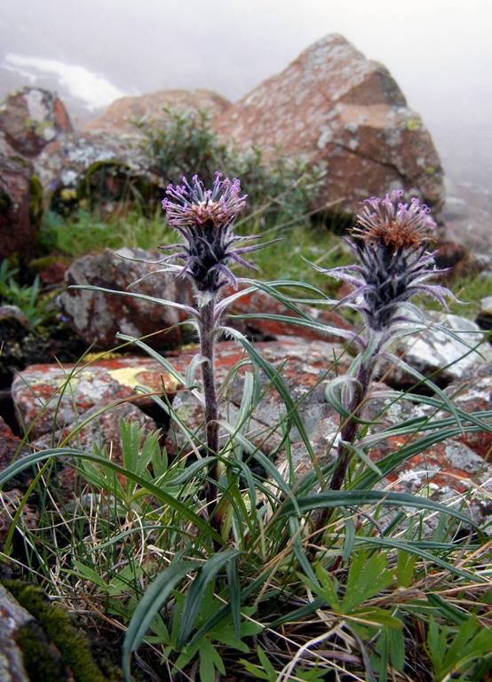 Изображение особи Saussurea schanginiana.