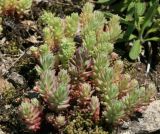 Sedum