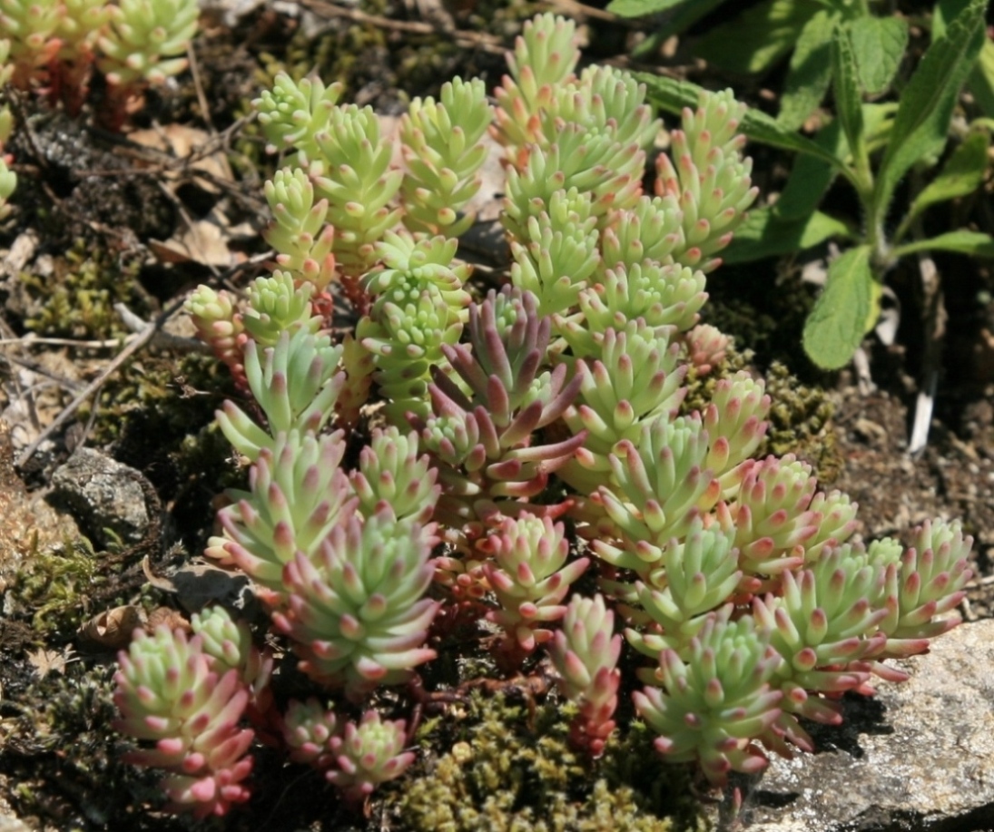 Изображение особи род Sedum.