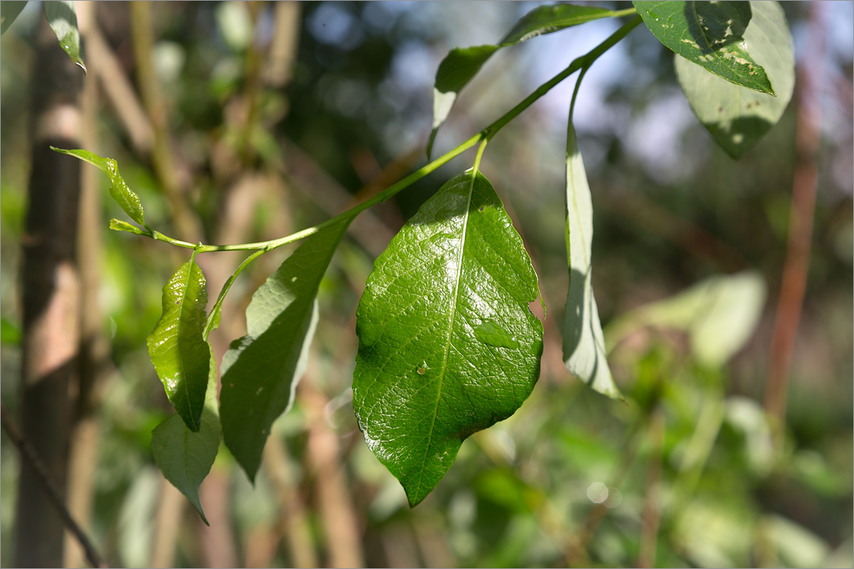 Изображение особи Salix phylicifolia.