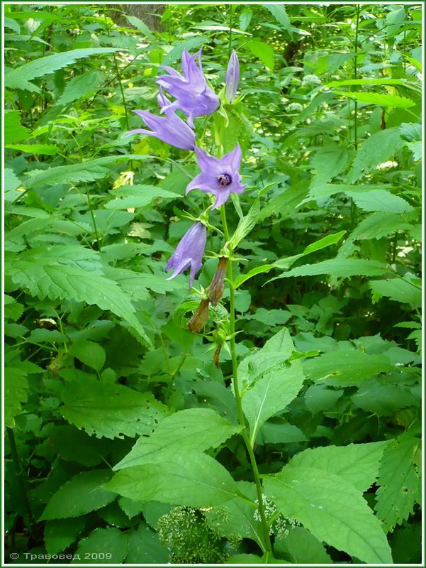 Image of Campanula latifolia specimen.