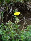 genus Helianthemum. Цветущее растение. Ставропольский край, г. Кисловодск, парк, дорога под «Малым Седлом», на хорошо освещённом склоне горы, обочина дороги, обнажение, высота около 1060 м н.у.м. (43°53′44,21″ с.ш., 42°45′14,16″ в.д.). 19.05.2014.