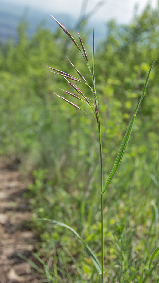 Изображение особи Bromopsis riparia.