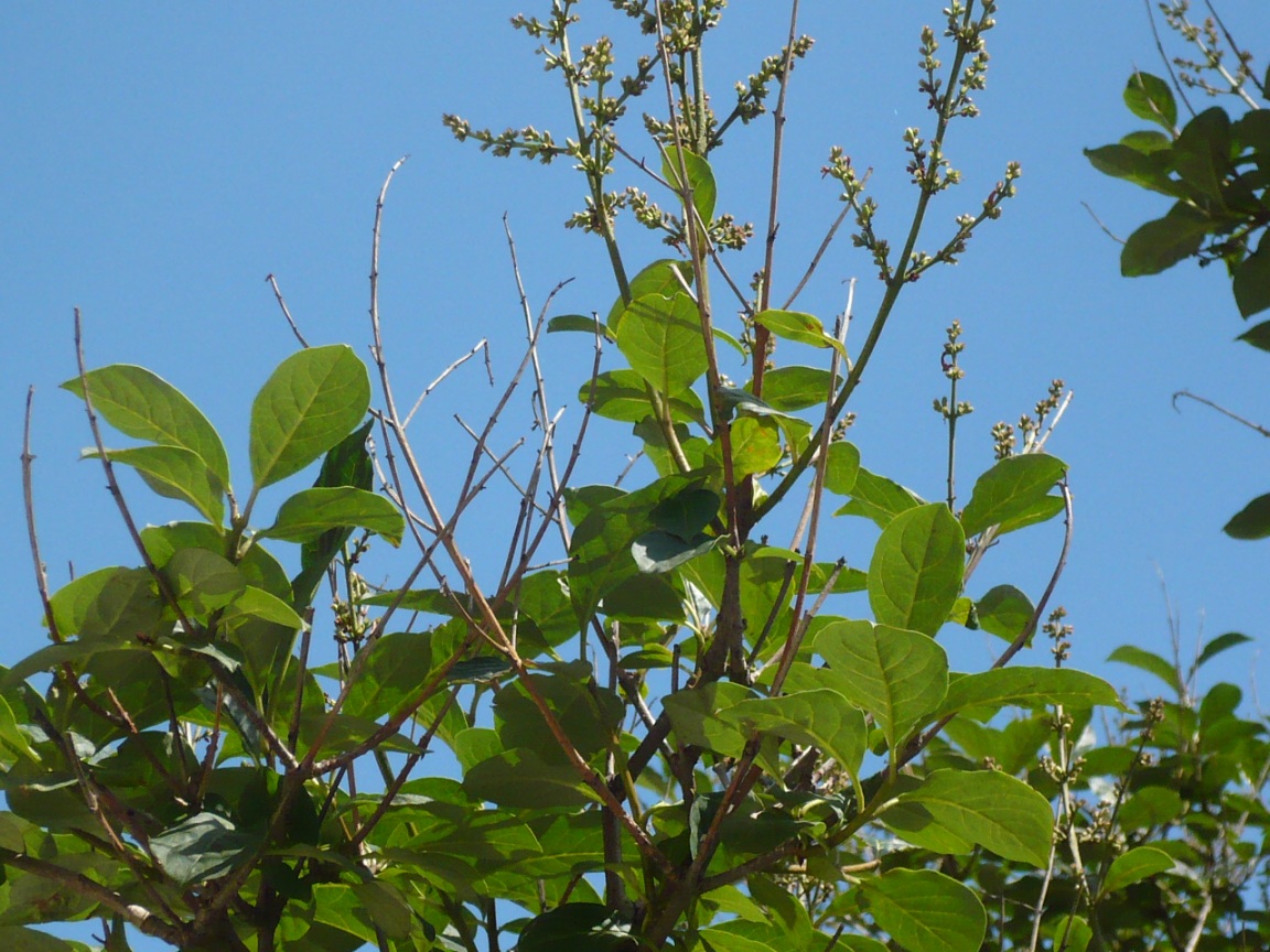 Image of Syringa josikaea specimen.