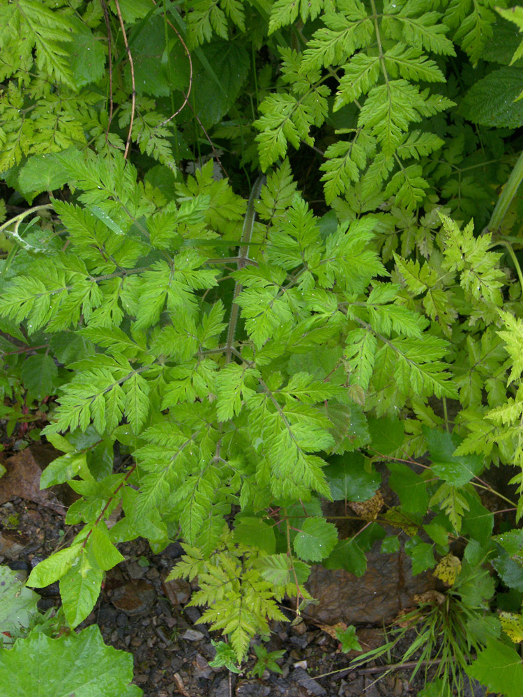 Изображение особи Anthriscus sylvestris var. nemorosa.