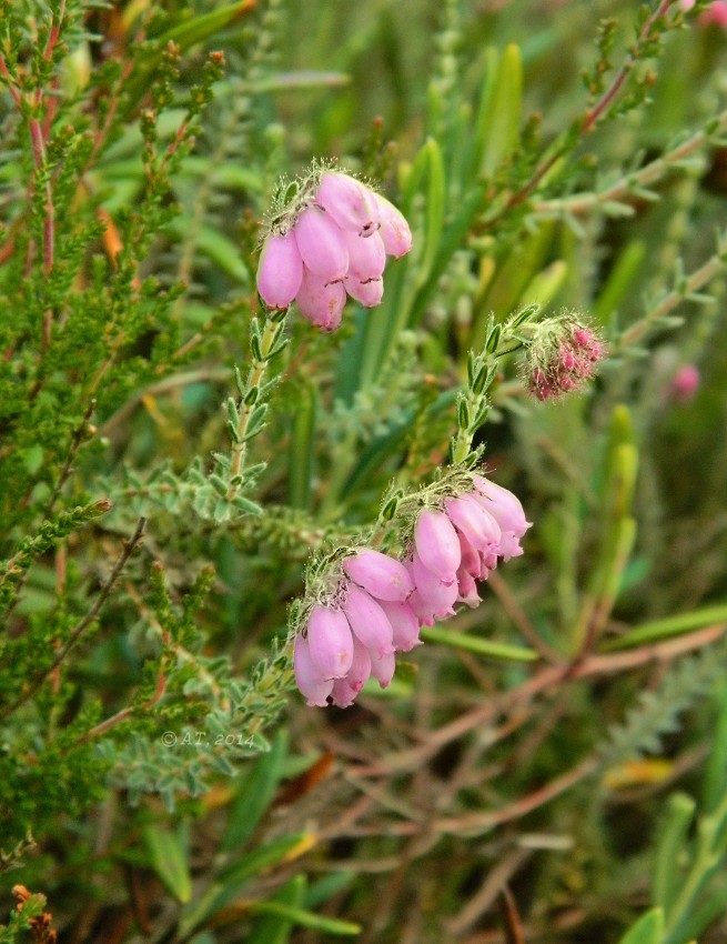 Image of Erica tetralix specimen.