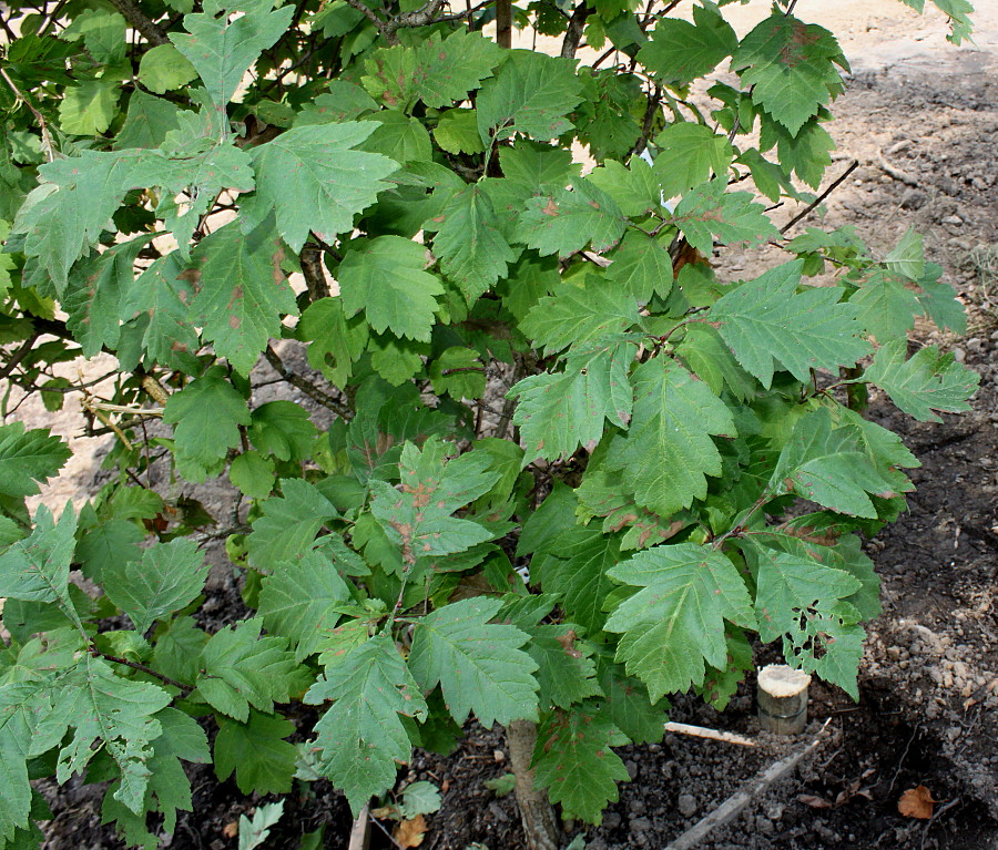 Изображение особи Crataegus maximowiczii.