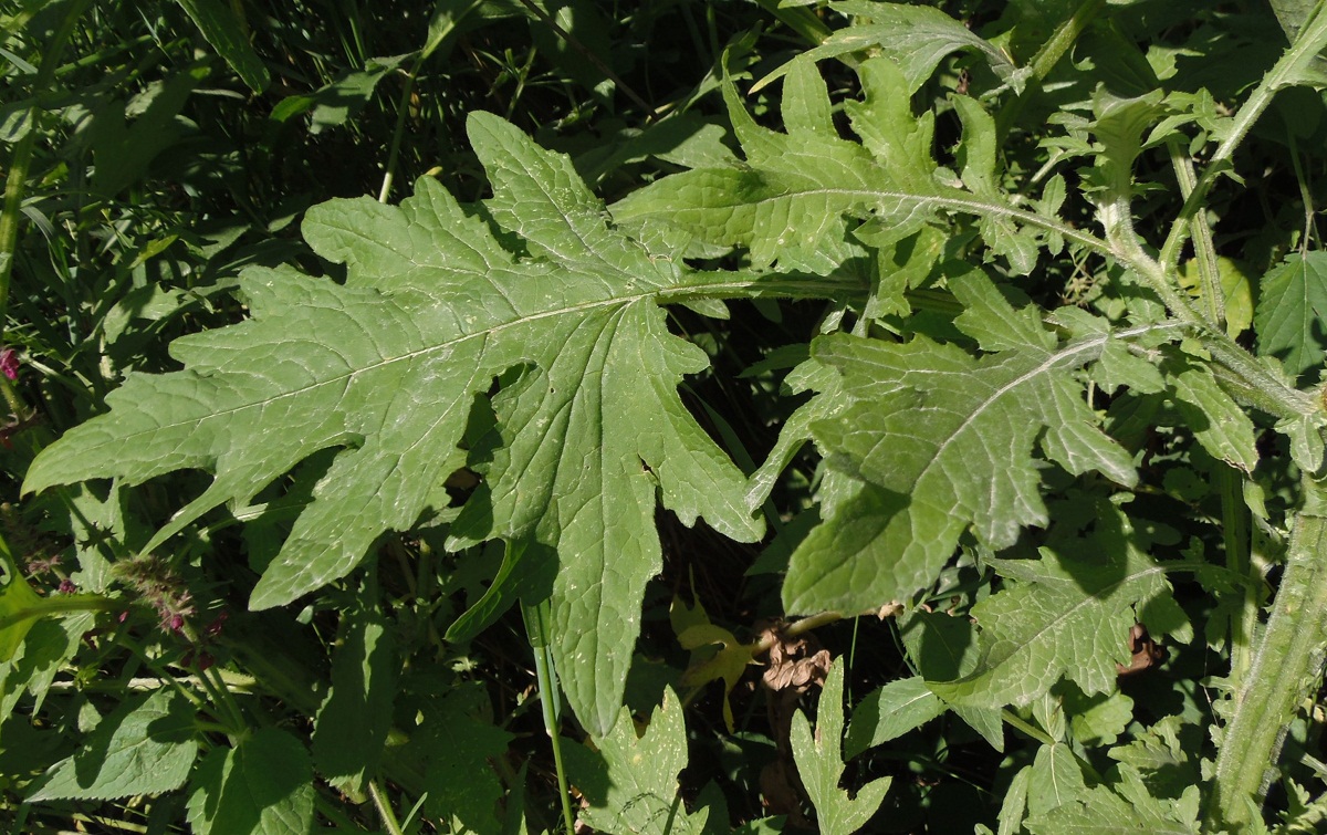 Изображение особи Carduus crispus.