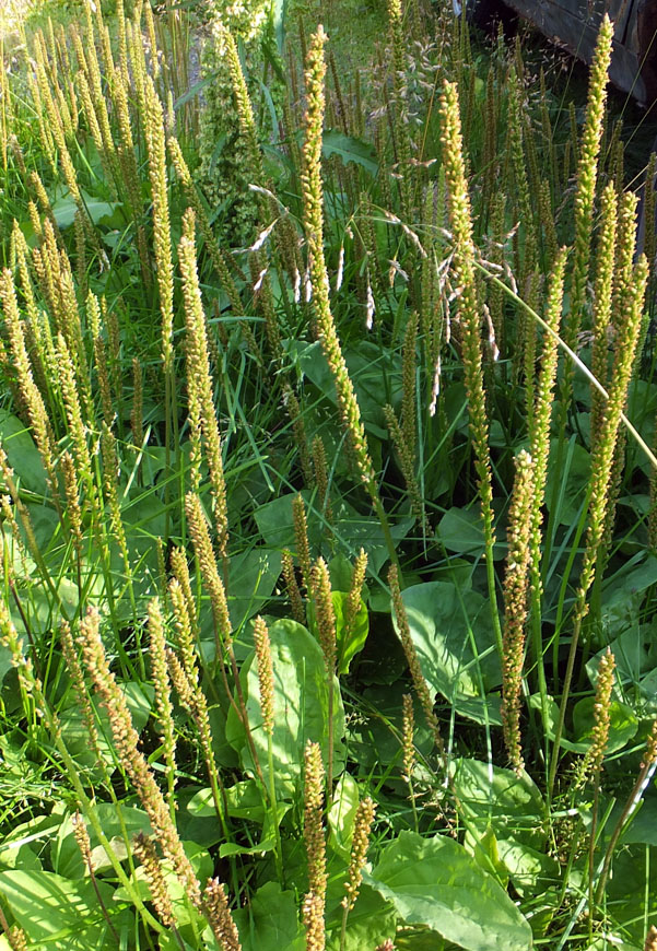 Изображение особи Plantago major.