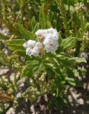 Argusia sibirica