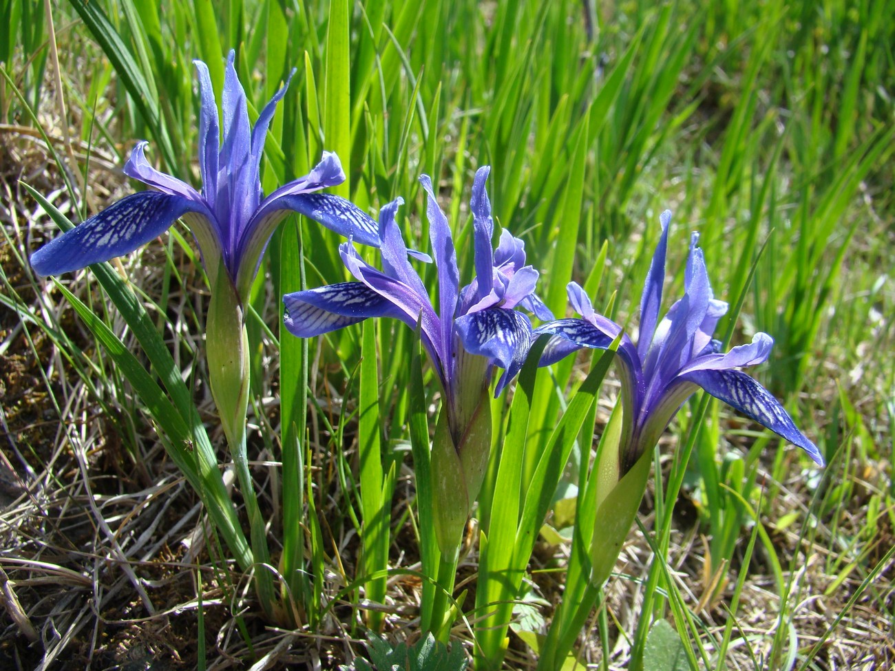 Изображение особи Iris ruthenica.