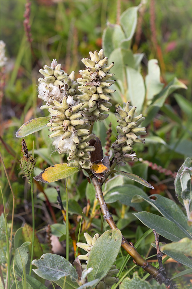 Image of Salix glauca specimen.