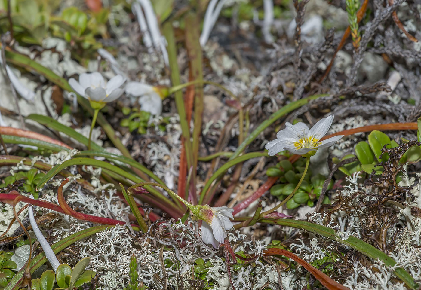 Image of Claytonia eschscholtzii specimen.