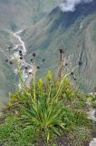 Eryngium weberbaueri. Отцветшее растение. Перу, вершина горы Мачу-Пикчу (3082 м н.у.м.), археологический комплекс Мачу-Пикчу. 13 марта 2014 г.