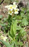 Primula pallasii