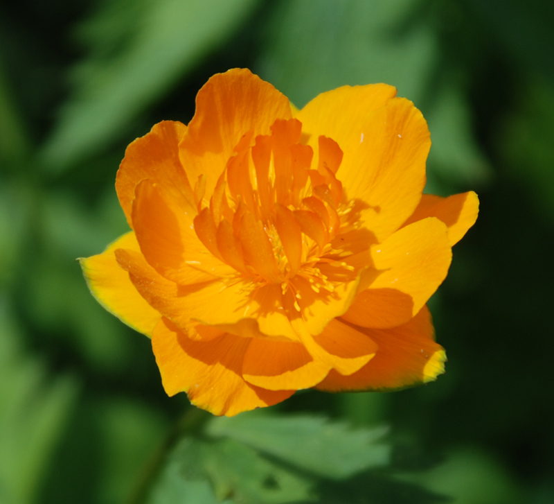 Image of Trollius asiaticus specimen.