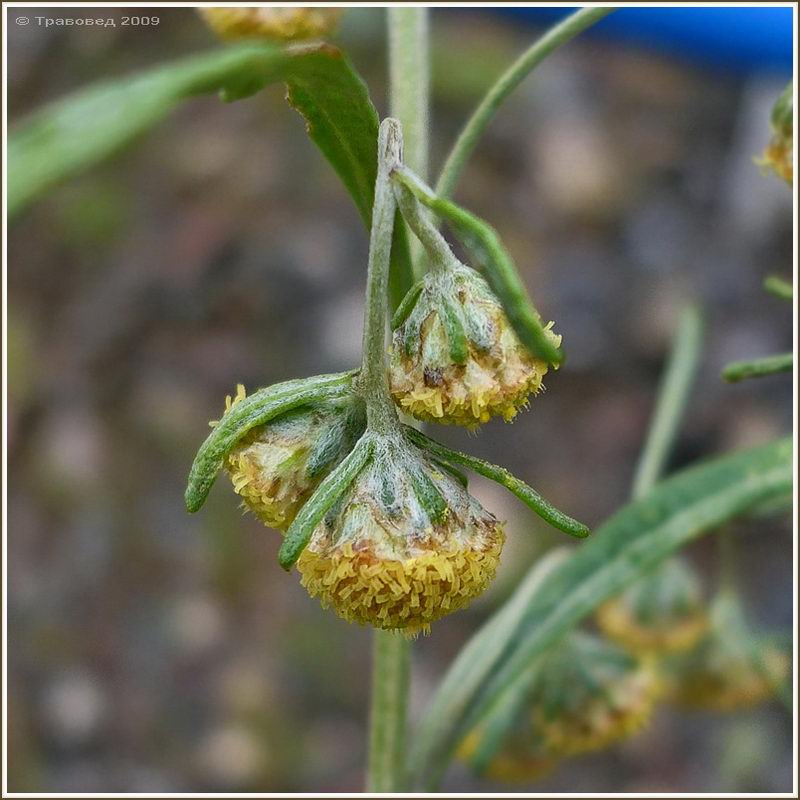 Image of Artemisia sieversiana specimen.