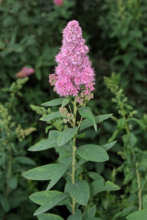 Image of Spiraea × billardii specimen.