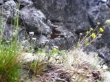 Erigeron borealis