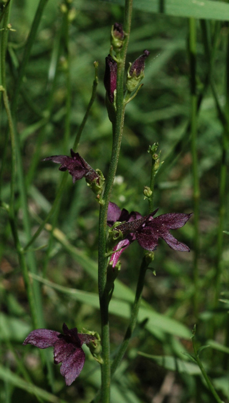 Image of Dodartia orientalis specimen.