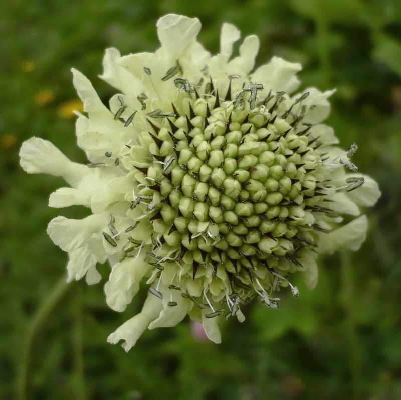 Image of Cephalaria gigantea specimen.