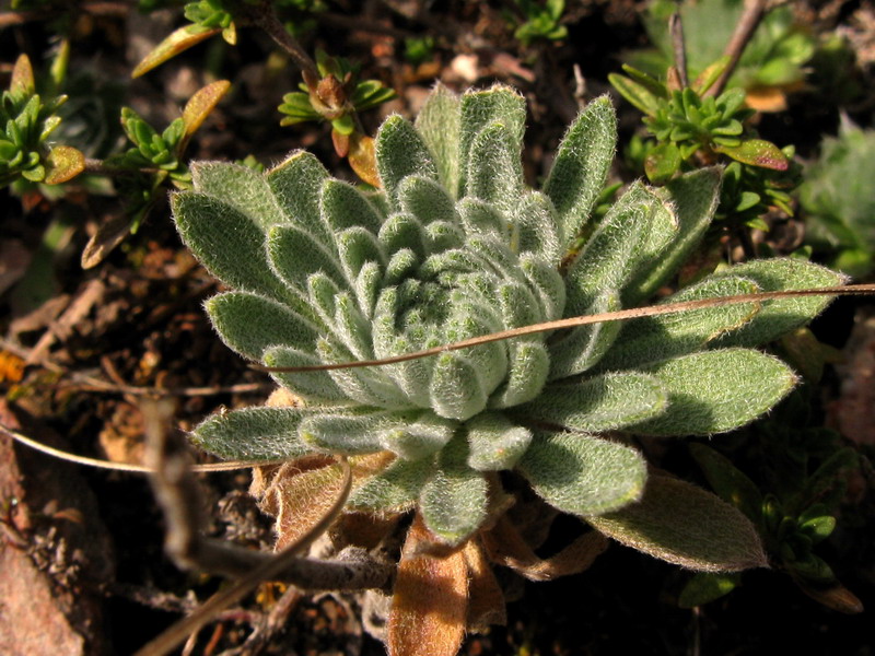 Изображение особи Stevenia incarnata.